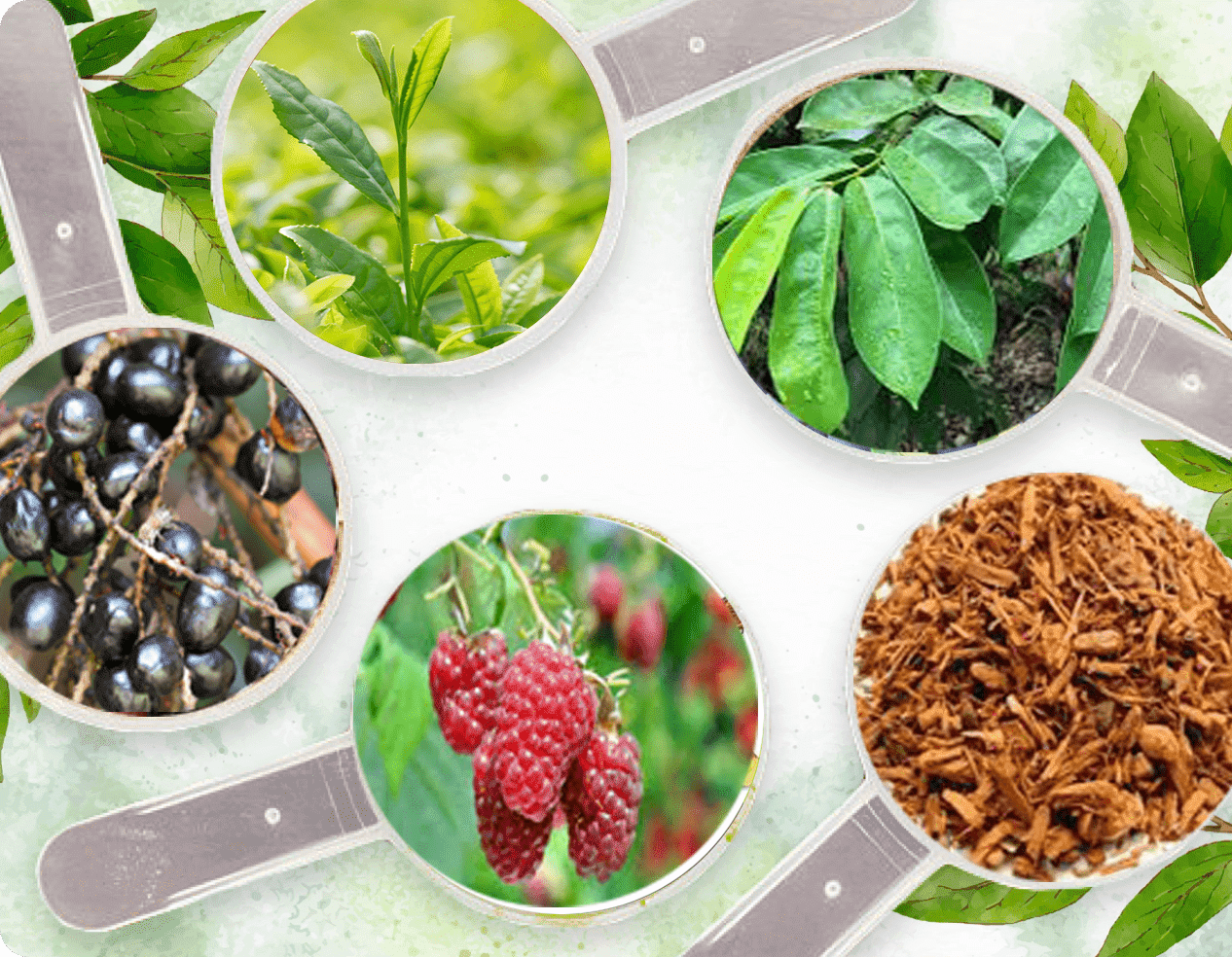 Ingredients Banner